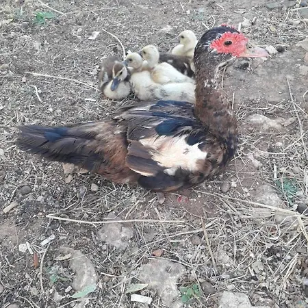 Quinta Da Jolanda-happy Family Farm Lägenhet *